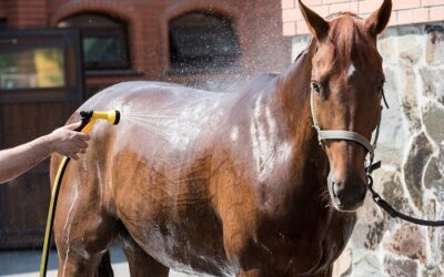Éléments essentiels du toilettage quotidien des chevaux