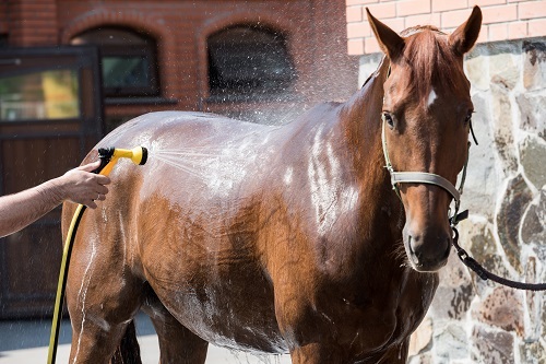 Éléments essentiels du toilettage quotidien des chevaux